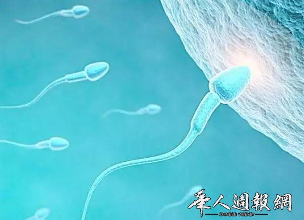 日本制成“精子干细胞” 不孕难题或将突破！